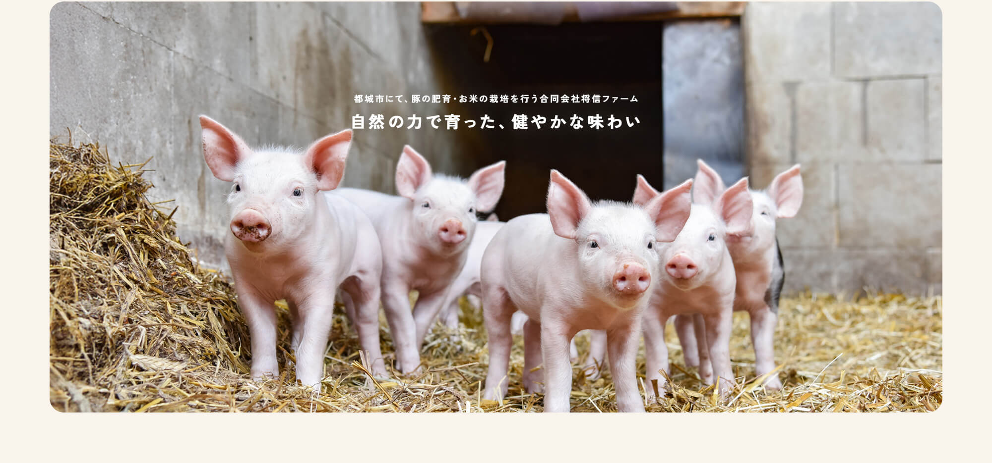 自然の力で育った、健やかな味わい 都城市にて、豚の肥育・お米の栽培を行う合同会社将信ファーム
