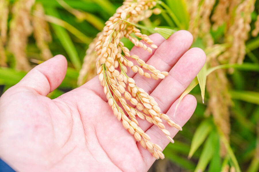 米の栽培